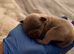 Imperial Shih Tzu puppies for sale
