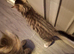 2 x half mancoon kittens