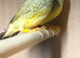 Male star finches