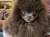 XS pomeranian for stud only