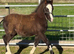 Smart Section A colt foal