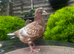 Mullenium pigeon