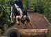 15hh skewbald mare