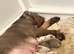 Olde English Bulldog