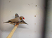 2026 Male Zebra finches