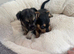 Chorkie pups