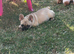 Female French bulldog