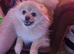 Female orange and cream pomerainian kc registered