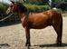 Registered newforest 4 year old gelding
