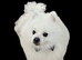 TEDDY BEAR PROVEN POMERAIAN STUD