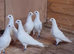 Pure white racing pigeon for sale