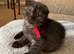 Scottish fold kitten reduced in price