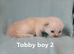 Champion bred male ragdoll kittens
