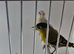 BEAUTIFUL PAIR SISKIN MUTATION COLOUR