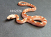 High pied hypo bloodred corn snake