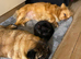 Russian blue x Bengal mixed breed kittens