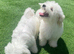 Purebred Maltese Puppies Female
