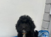 Cockapoo puppies ready now!'