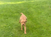 KC FULLY VACCINATED MALE PUPPY