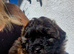 Pomapoo x Toy Poodle puppies