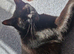 Kittens for rehoming