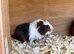 Baby sows