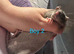 Top ear Baby rats for sale 12 pups