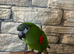 Hand reared Tame&talking hahns macaw