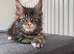 TICA Registered Maine Coon Kittens – Ready Now