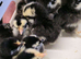 Pekin Bantam Chicks