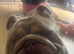Piggy