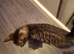 2 x half mancoon kittens