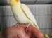Hand reard baby cockatiel