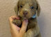 2 beautiful long coat miniature dachshund pups