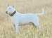 health tested english bull terrier stud