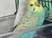 Baby budgies