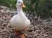 Call and runner duck Drakes only for sale