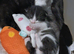 Black/white fluffy tortoise shell male kitten