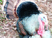Turkey Poults for sale