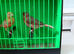 Pair Of Red Agate Canaries