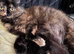 Persian doll face x maincoon kitten