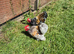 *FREE* young Pekin bantam cockerels x2