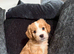 Ready from 11th August - Gorgeous Cockapoo Puppies