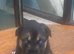 Siberian husky x Labrador puppies