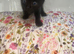 Ready to leave kittens wanting a forever home