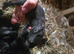 Giant conti cross flemish giant