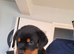 Beautiful pup's for sale