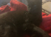 Need to rehome few cats and kittens