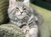 Beautiful Mainecoon kittens