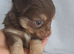 Long coat Tan/Blond and Chocolate Tri coloured chihuahua puppies